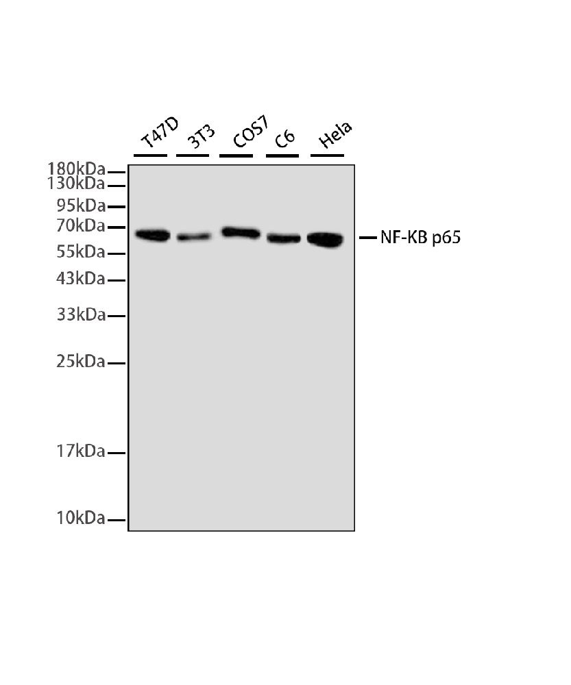 NF-KB p65 (3D2) Mouse mAb