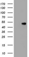 CD4 Mouse mAb