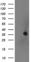 UBXN2B Mouse mAb