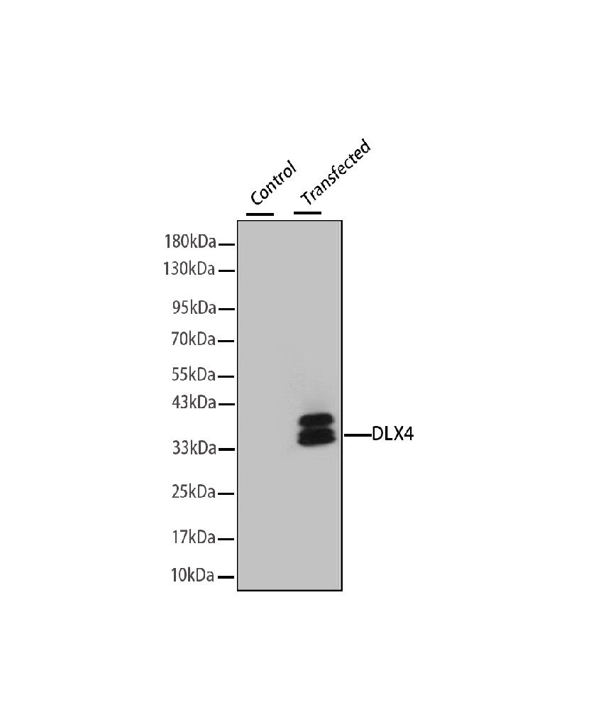 DLX4 Mouse Mouse mAb