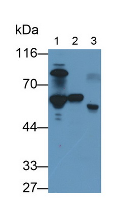 Antithrombin (AT)(SERPINC1) Mouse mAb