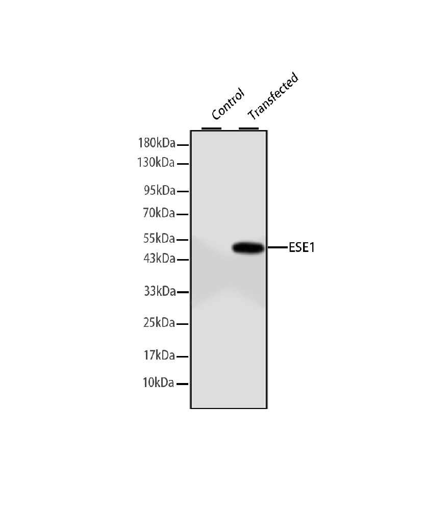 ESE1 (ELF3) Mouse mAb