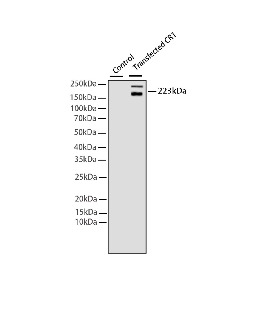 CR1 Mouse mAb
