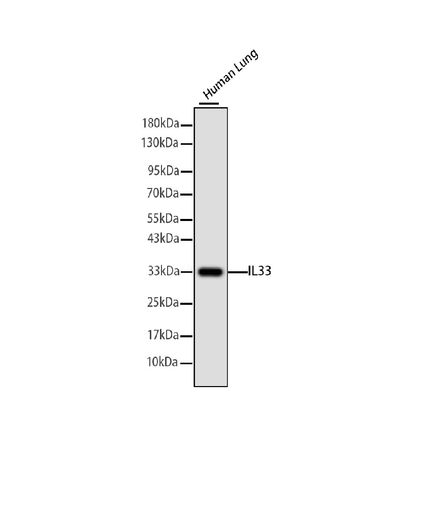 Interleukin 33 (IL33) Mouse mAb