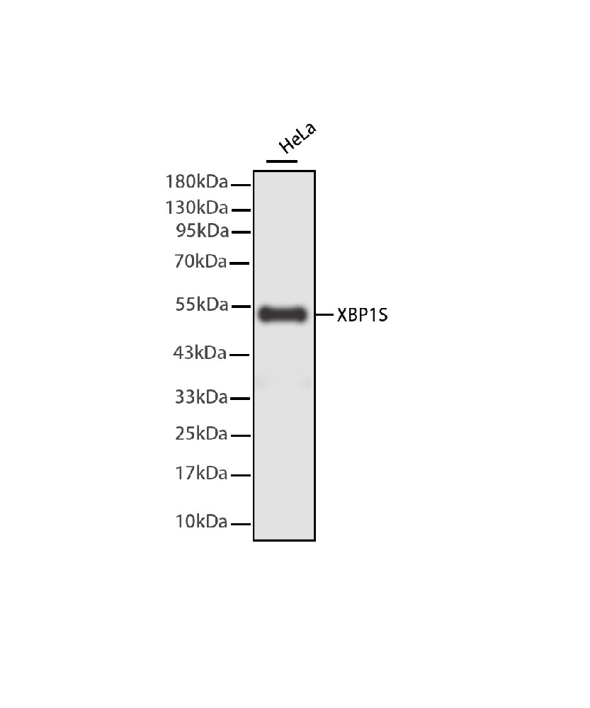 XBP1S Mouse mAb