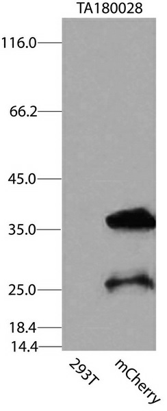 mCherry Mouse mAb