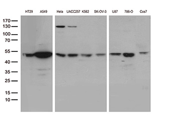UBA3 Mouse mAb