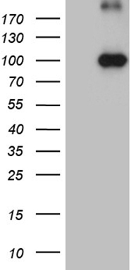 KIF6 Mouse mAb