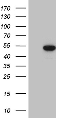 LSM11 Mouse mAb