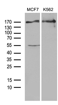 USP40 Mouse mAb