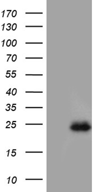 OPA3 Mouse mAb