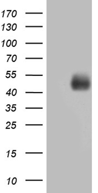 MFGE8 Mouse mAb