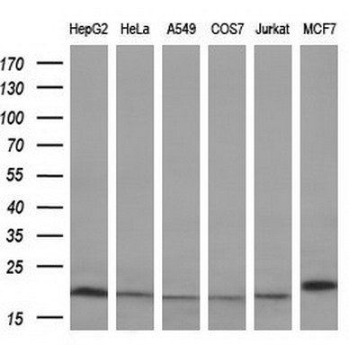 PPIF Mouse mAb