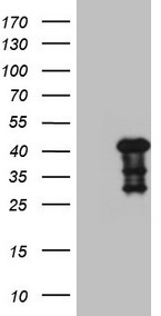MYOZ1 Mouse mAb