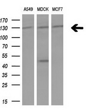 IRS1 Mouse mAb