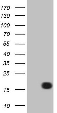 LELP1 Mouse mAb