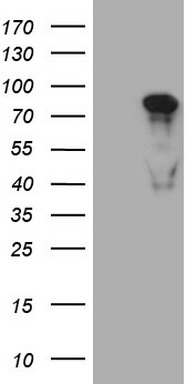 MED15 Mouse mAb