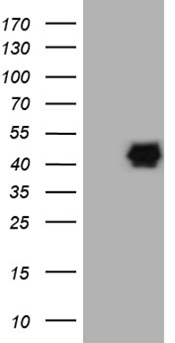 PON3 Mouse mAb