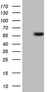 HNF4A Mouse mAb