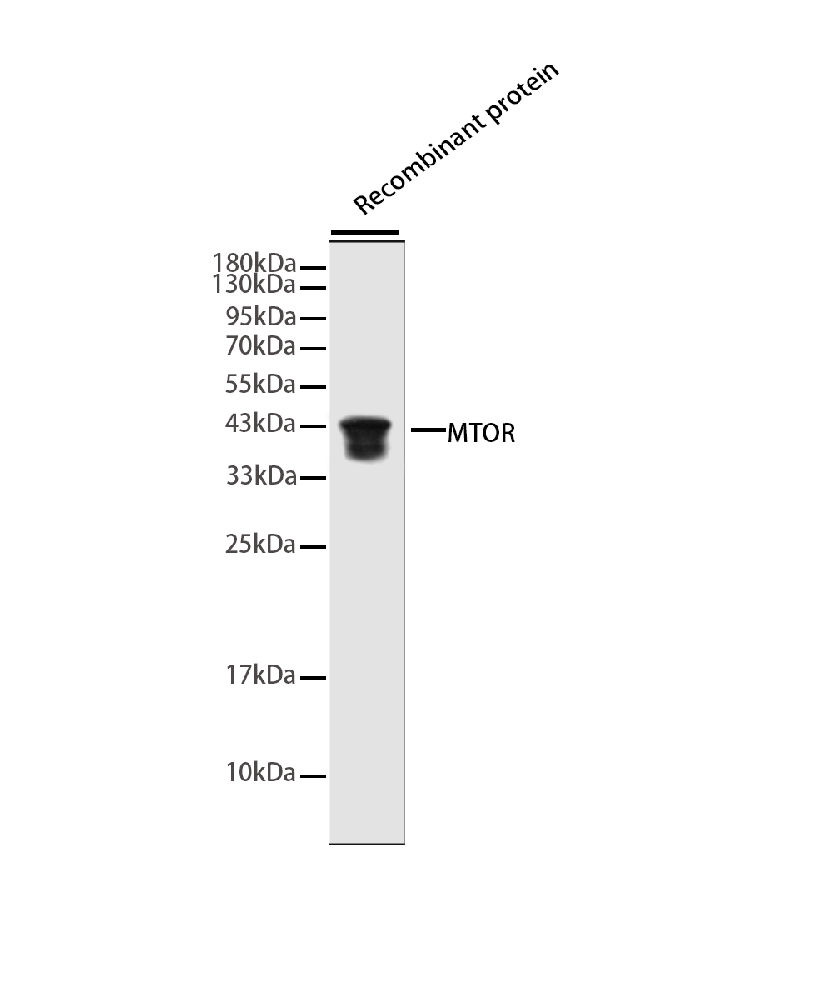 MTOR Mouse mAb