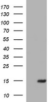 MSMB Mouse mAb
