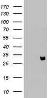 KLK8 Mouse mAb