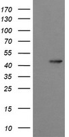 SYT4 (Synaptotagmin 4) Mouse mAb