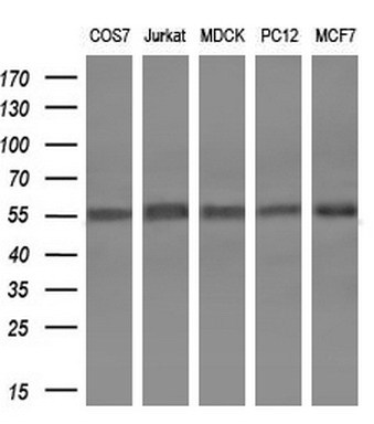 SPINT1 Mouse mAb