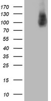 HLCS Mouse mAb