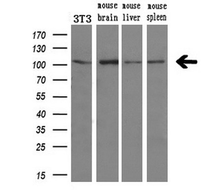 DPP8 Mouse mAb