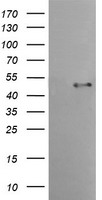 TMPRSS5 Mouse mAb