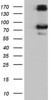 CAPN9 (Calpain 9) Mouse mAb
