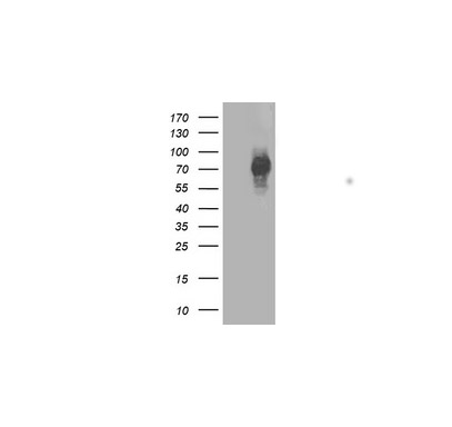 STAT4 Mouse mAb