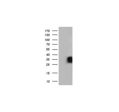GRAP2 Mouse mAb