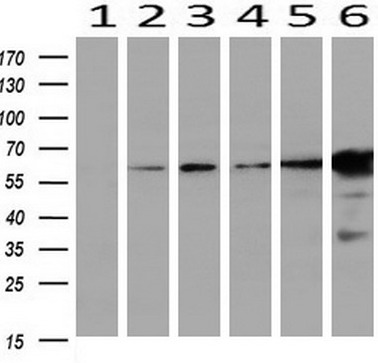 EPXH2 Mouse mAb