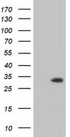 MIOX Mouse mAb