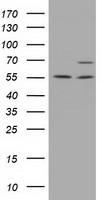 MPP3 Mouse mAb