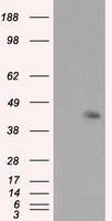 MCL1 Mouse mAb