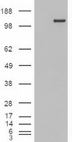 Trim33 (TIF1 gamma) Mouse mAb