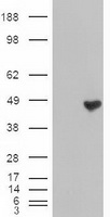 CPA-1 (Carboxypeptidase A1) Mouse mAb