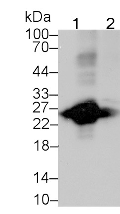 T-Cell Surface Glycoprotein CD3 Epsilon (CD3e) Monoclonal Antibody