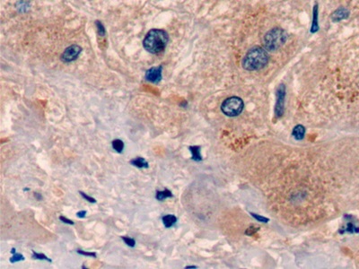 Urocortin 2 (UCN2) Monoclonal Antibody