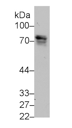 Periostin (POSTN) Monoclonal Antibody