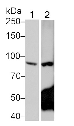 Toll Like Receptor 4 (TLR4) Monoclonal Antibody