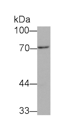 Peptidyl Arginine Deiminase Type III (PADI3) Monoclonal Antibody
