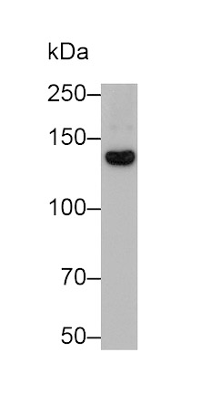 Semaphorin 5A (SEMA5A) Monoclonal Antibody