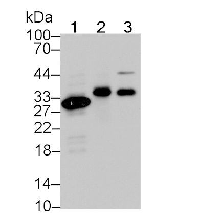 Carbonic Anhydrase IV (CA4) Monoclonal Antibody
