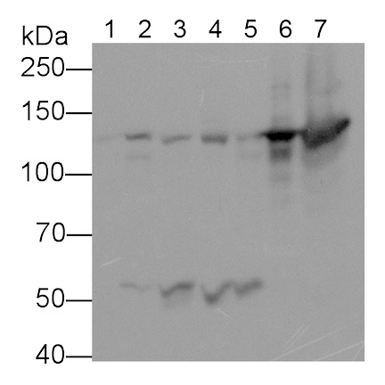 Nephrin (NPHN) Monoclonal Antibody