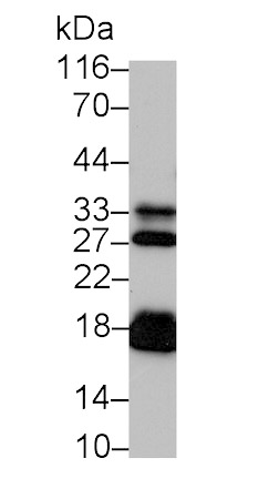 N-Terminal Pro-Atrial Natriuretic Peptide (NT-ProANP) Monoclonal Antibody