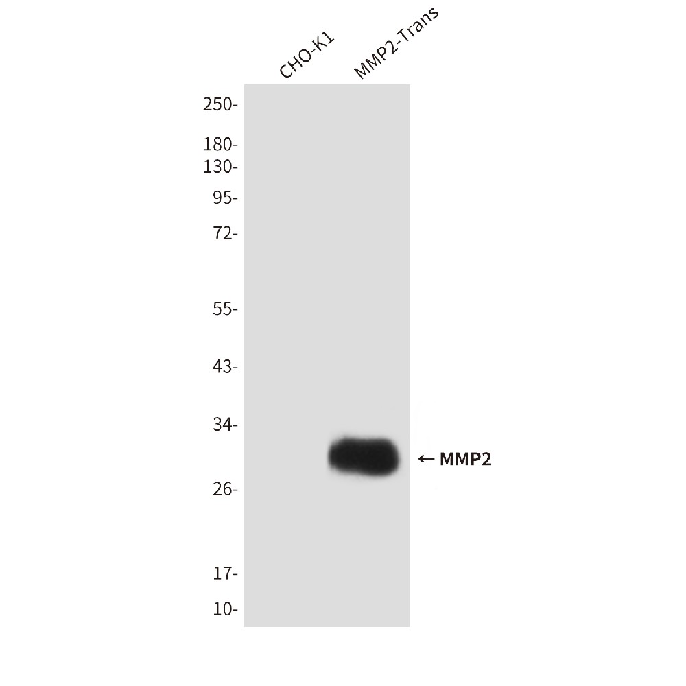MMP2 (3A8) Mouse mAb